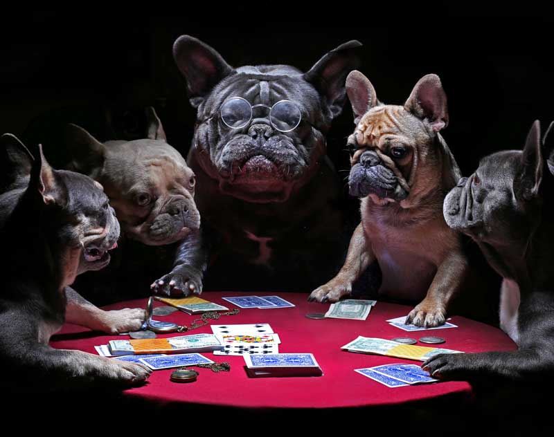 Shop CBD For Dogs And Cats In Las Vegas Dogs Playing Poker