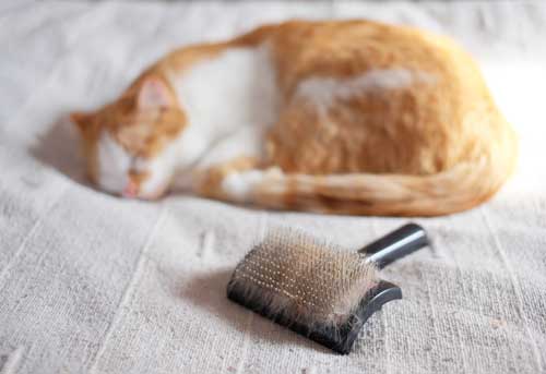 CBD For Feline Hair Loss