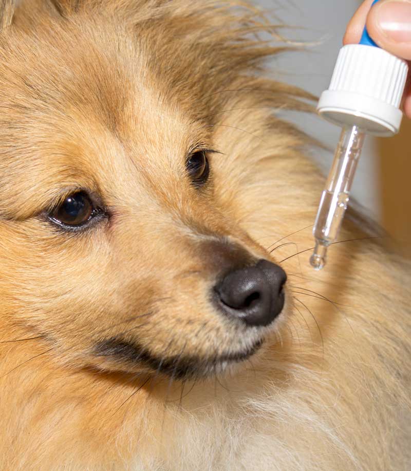 CBD Oil For Canine Kidney Support