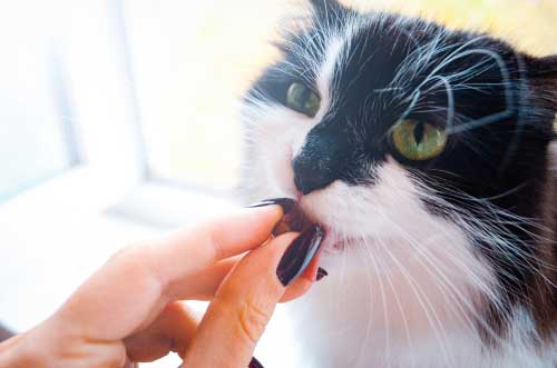 What Causes Cats to Lose Their Appetite?