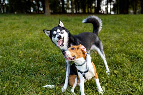 Different Types Of Aggression In Dogs