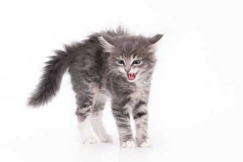 What Causes Phobias In Cats?