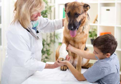 Canine Thyroid Issues