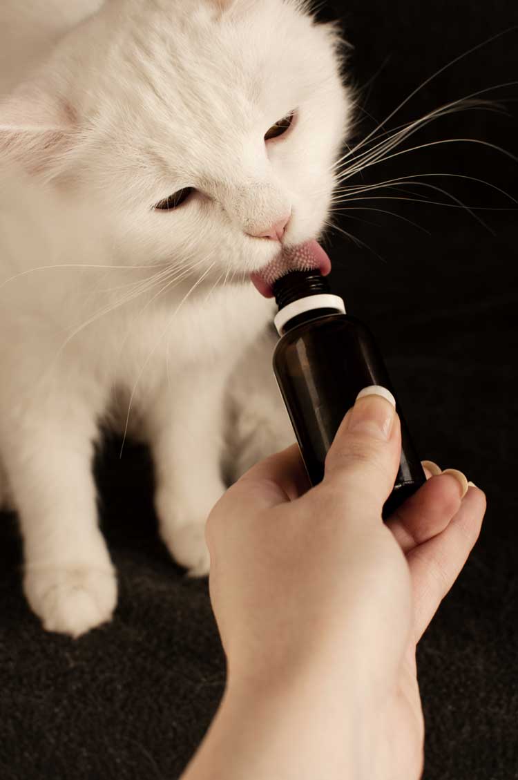Why CBD can be an effective treatment & preventative for your cat's dermatitis