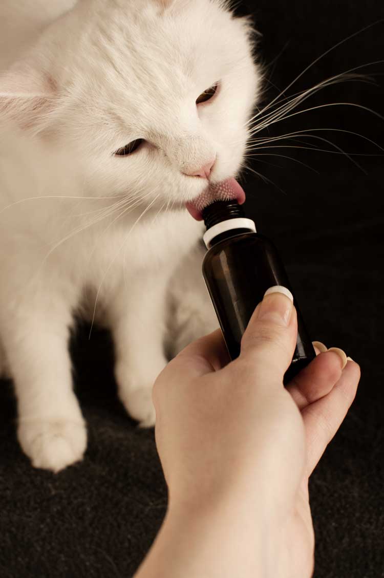 Why CBD Can Be An Effective Treatment Preventative For Your Cat's Appetite