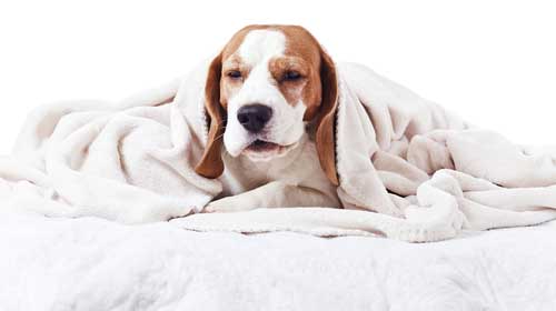 Treatments For Canine Bronchitis