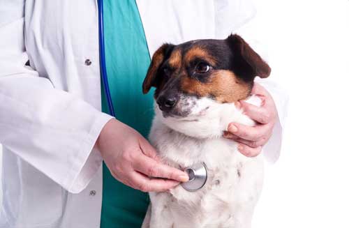 Types Of Heart Disease In Dogs