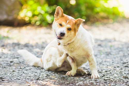 Causes Of Dermatitis In Dogs