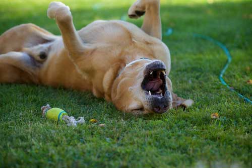 Causes Of Canine Sneezing