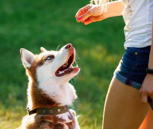 Benefits of giving your dog CBD