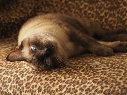 Treatments For Feline Arthritis