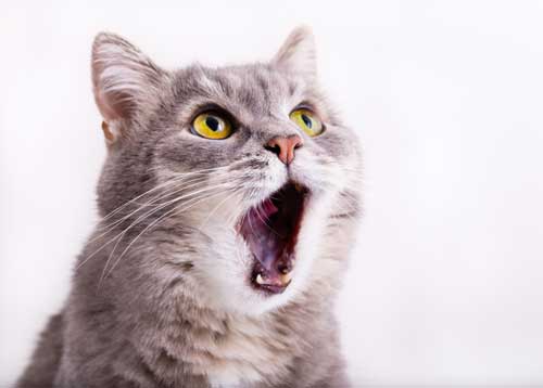 CBD For Bad Breath In Cats