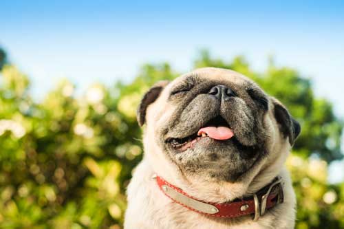CBD For Canine Allergies