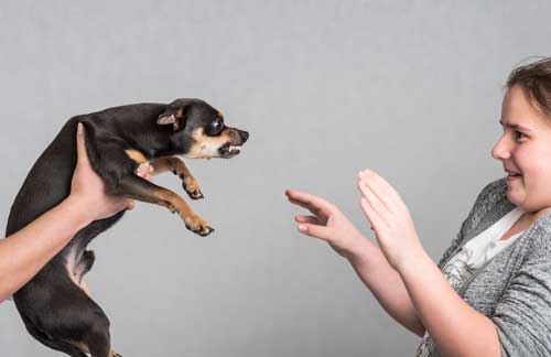 CBD For Canine Aggression
