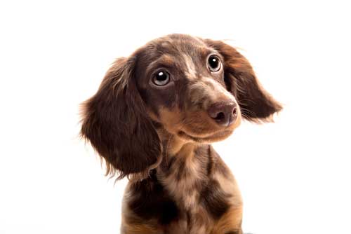CBD For Canine Parvovirus In Dogs