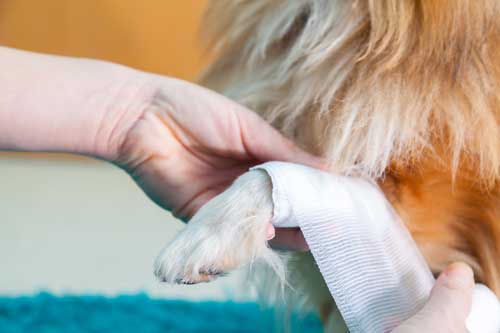 CBD For Dermatitis In Dogs