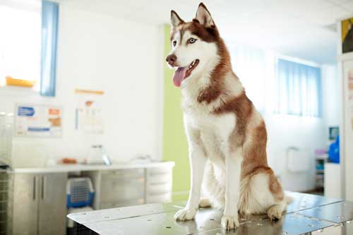 Cannabidiol is easy to include in any dog’s routine