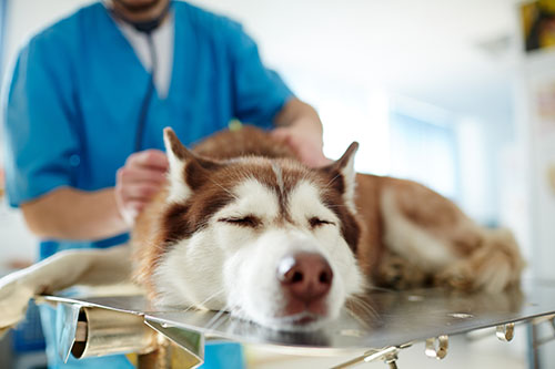 CBD For Canine Seizures & Epilepsy