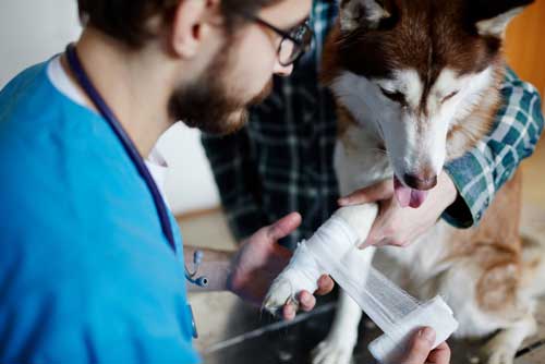 CBD For Canine Arthritis