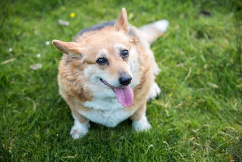 CBD For Canine Weight Management