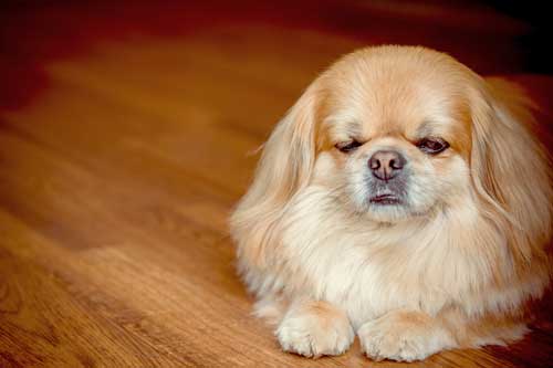 CBD For Canine Irritable Bowel Syndrome