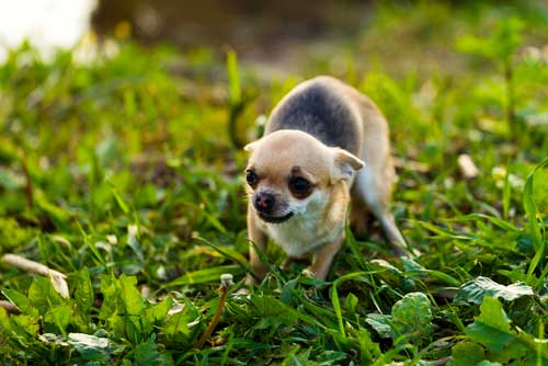 what causes panic attacks in dogs