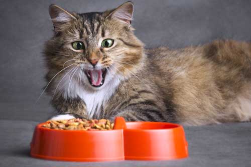 CBD For Feline Appetite Problems