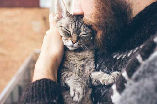 CBD For Skin Conditions In Cats