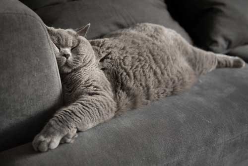 What are the Risks of Feline Obesity?