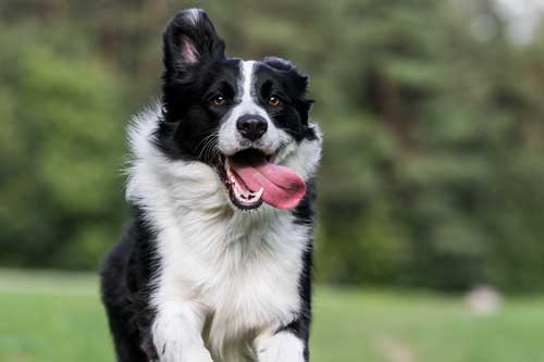 CBD For Canine Hyperactivity