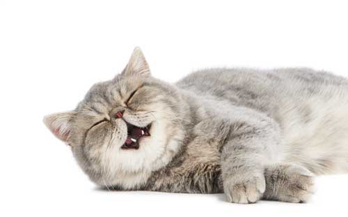 What Causes Digestion Issues In Cats?