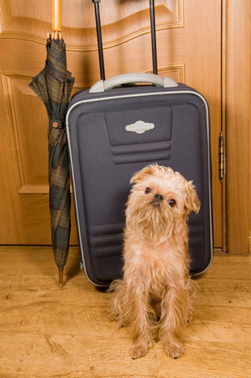 Types Of Dog Travel Anxiety