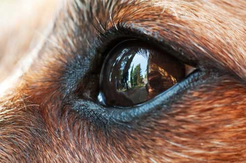 Causes Of Glaucoma In Dogs