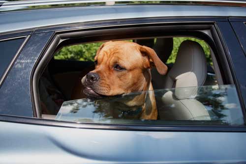 CBD For Travel Anxiety In Dogs