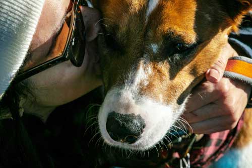 CBD For Canine Cushing's Disease