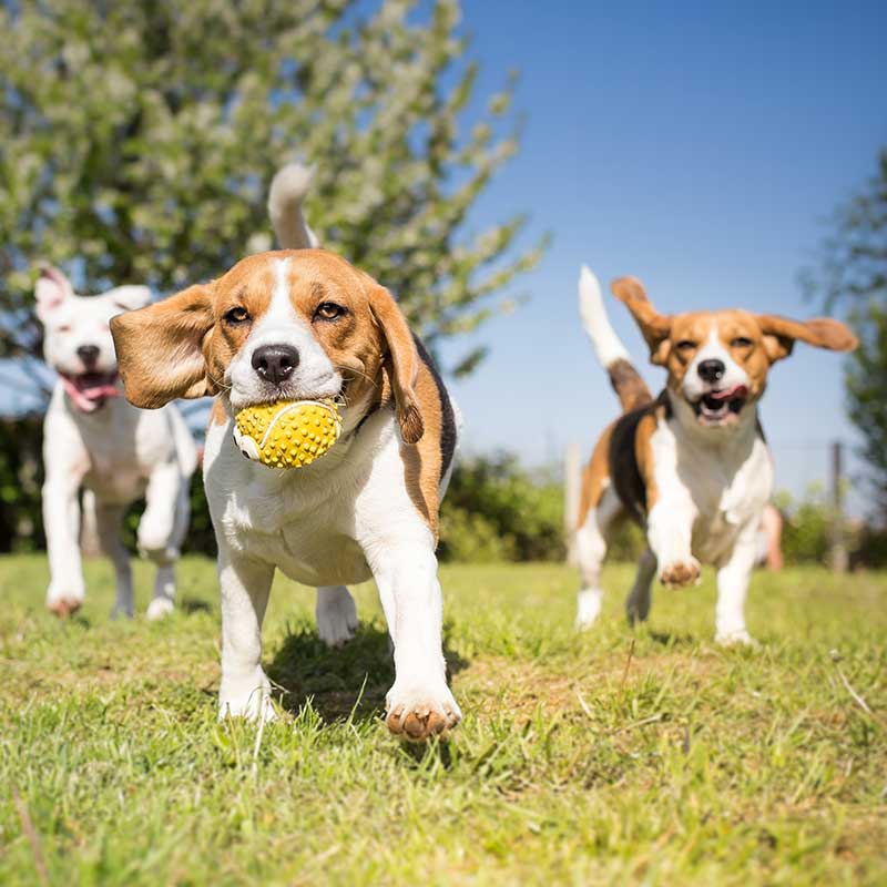 Shop CBD For Dogs And Cats In Anaheim Dog Park