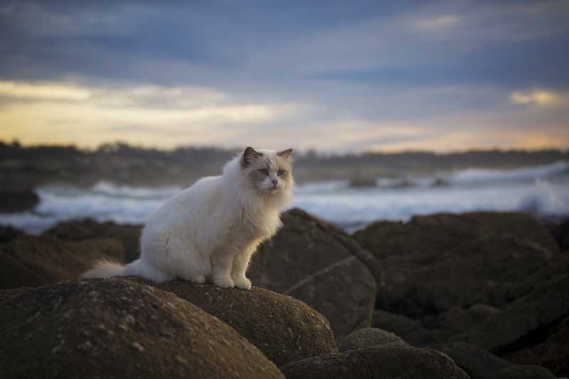 Shop CBD For Dogs And Cats In Long Beach Cat On Beach