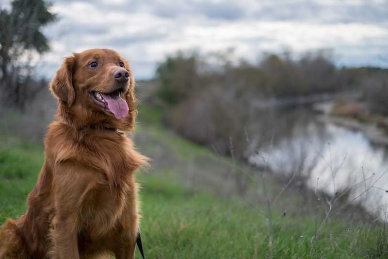 Shop CBD For Dogs And Cats In Sacramento River Parkway Trail