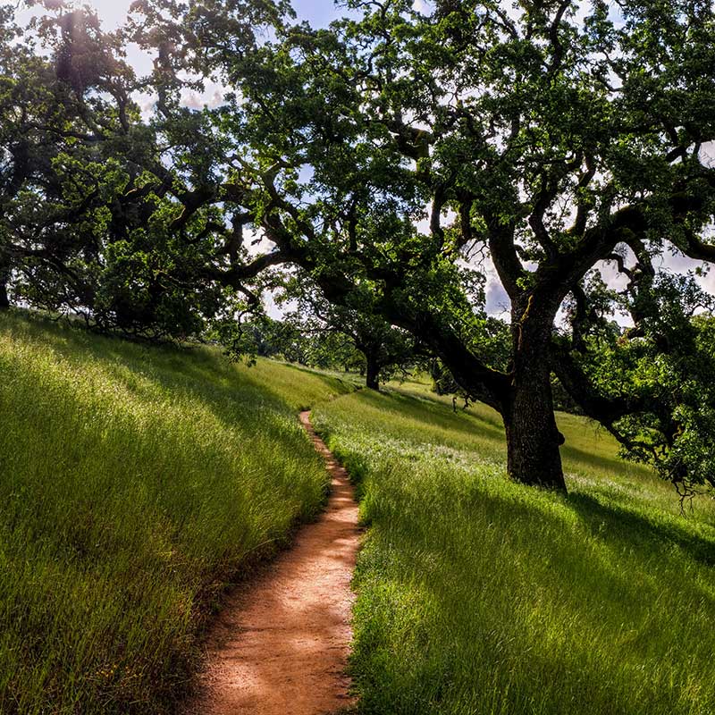 Shop CBD For Dogs And Cats In San Jose Park