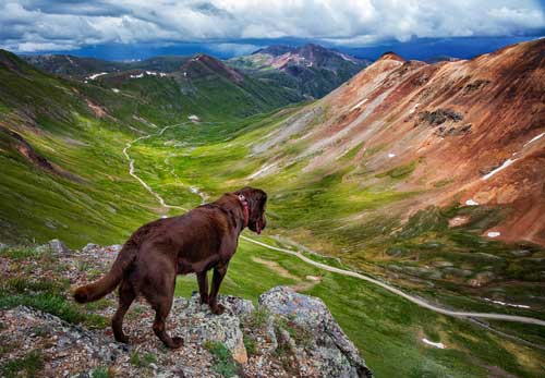 Shop CBD For Dogs And Cats In Colorado Springs Rocky Mountains