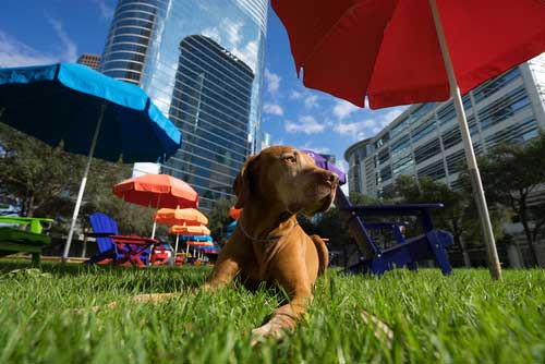 Shop CBD For Dogs And Cats In Dallas Texas Dog Park