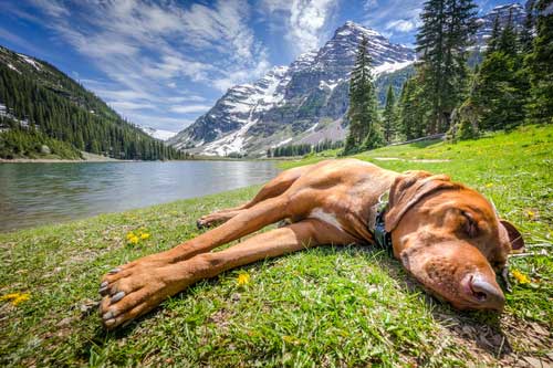 Shop CBD For Dogs And Cats In Denver Colorado Mountain Lake