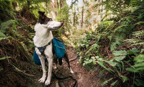 Shop CBD For Dogs And Cats In Fresno Red Woods Forest