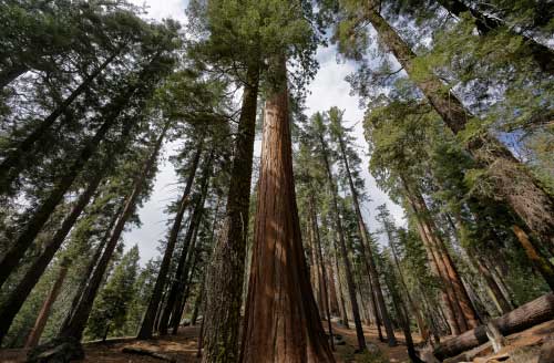 Shop CBD For Dogs And Cats In Fresno Red Wood Trees