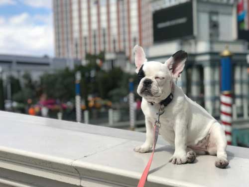 Shop CBD Oil For Dogs And Cats In Reno Downtown