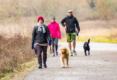 Shop CBD Oil For Dogs And Cats In Salem Dog Park