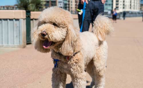 Shop CBD For Dogs And Cats In Austin Downtown