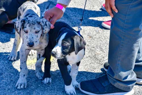 Shop CBD For Dogs And Cats El Paso Downtown