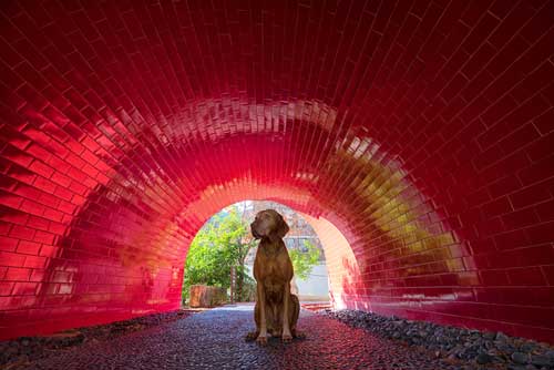 Shop CBD For Dogs And Cats San Antonio River Walk Tunnel