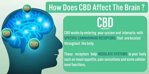 How Does CBD Affect The Brain?